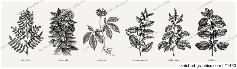 Adaptogen plants collection. Hand-sketched botanical illustrations set. Perfect for recipe, menu, label, packaging. Vector medicine plants, weeds, herbs, berry outlines in vintage style.