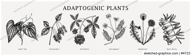 Adaptogen plants collection. Hand-sketched botanical illustrations set. Perfect for recipe, menu, label, packaging. Vector medicine plants, weeds, herbs, berry outlines in vintage style.