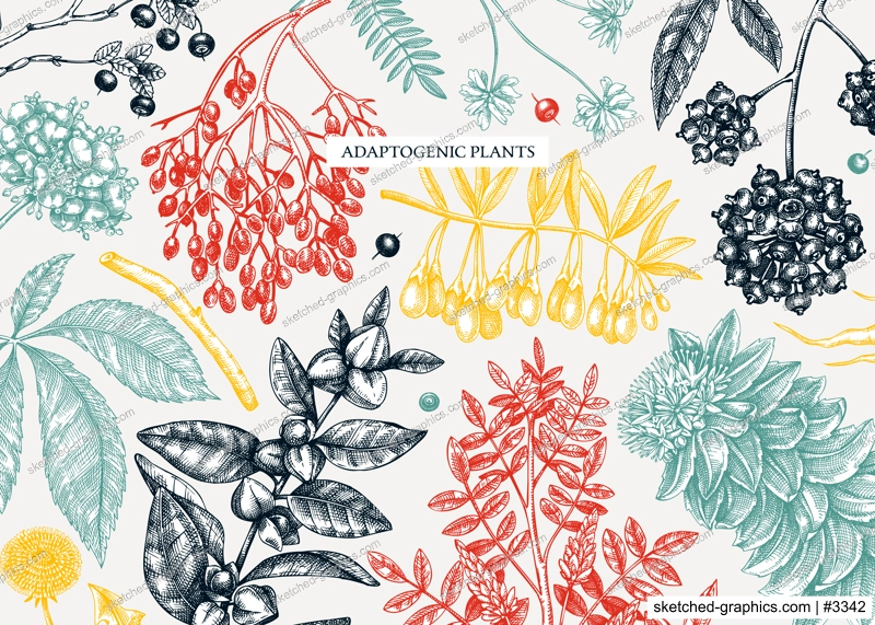 Adaptogenic plants background in sketch style. Sketched medicinal herbs, weeds, berries, leaves banner design. Perfect for brands, labels, packaging. Botanical illustrations in color