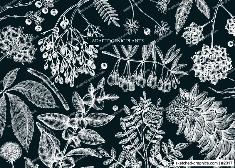 Adaptogenic plants background in sketch style. Sketched medicinal herbs, weeds, berries, leaves banner design. Perfect for brands, labels, packaging. Botanical illustrations on chalkboard