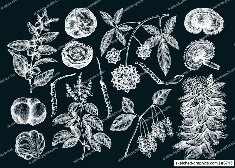 Adaptogenic plant and mushroom sketches set. Hand drawn vector illustrations. Healing herb, medicinal mushroom drawinds on chalkboard. NOT AI generated 