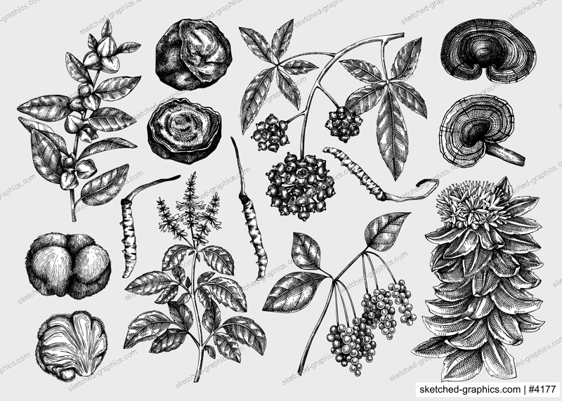 Adaptogenic plant and mushroom sketches set. Hand drawn vector illustrations. Healing herbs, medicinal mushrooms in vintage style drawinds. NOT AI generated 