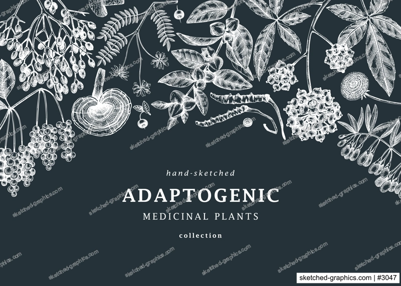 Adaptogenic plants background. With hand-sketched medicinal herbs, weeds, berries, leaves on chalkboard. Vector adaptogens vintage frame design perfect for brands, label, packaging.