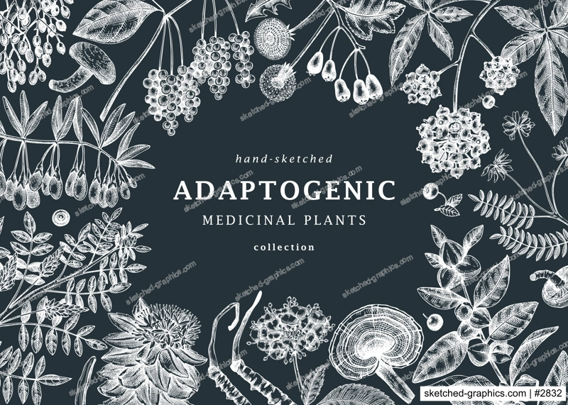 Adaptogenic plants background. Hand-sketched medicinal herbs, weeds, berries, leaves frame design. Perfect for brands, label, packaging. Hand sketched adaptogens outlines on chalkboard