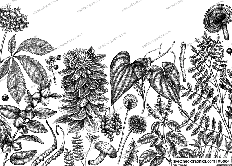 Adaptogenic plants background. Hand-sketched medicinal herbs, weeds, berries, leaves banner design. Perfect for brands, label, packaging. Hand sketched adaptogens outlines. Botanical illustrations.