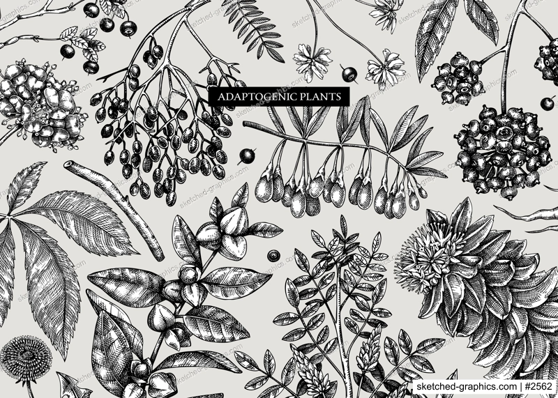 Adaptogenic plants background in sketch style. Sketched medicinal herbs, weeds, berries, leaves banner design. Perfect for brands, labels, packaging. Botanical illustrations