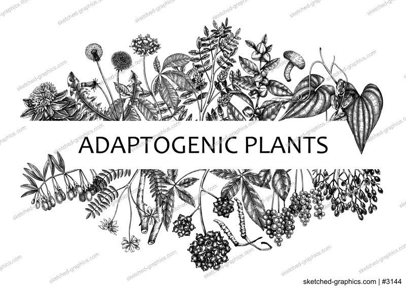 Adaptogenic plants banner. Hand-sketched medicinal herbs, weeds, berries, leaves frame design. Perfect for brands, label, packaging. Hand sketched adaptogens outlines. Botanical illustrations.