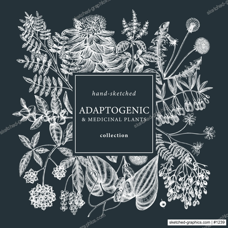 Adaptogenic plants square wreath on chalkboard. Hand-sketched medicinal herbs, weeds, berries, leaves frame design. Perfect for brands, label, packaging. Hand sketched adaptogens outlines. 