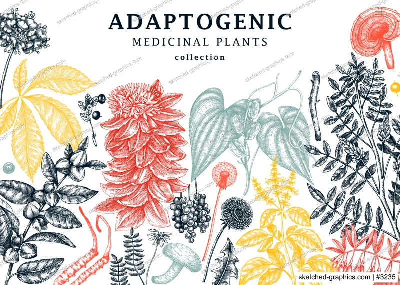 Adaptogenic plants trendy background in collage style. Hand-sketched medicinal herbs, weeds, berries, leaves banner design. Hand sketched adaptogens perfect for brands, labels, and packaging