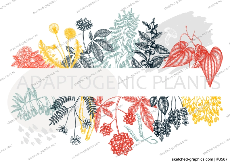 Adaptogenic plants trendy banner in collage style. Hand-sketched medicinal herbs, weeds, berries, leaves frame design. Hand sketched adaptogens perfect for brands, labels, and packaging