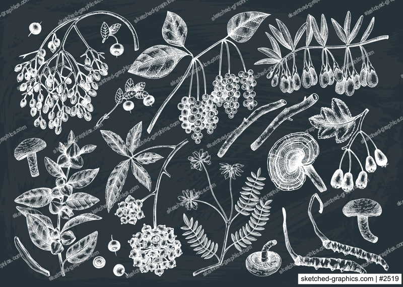 Adaptodenic plants illustrations collection. Hand-sketched medicinal berries, weeds, herbs on chalkboard. Perfect for labels or packaging. Vector plants outlines. Botanical elements in vintage style.