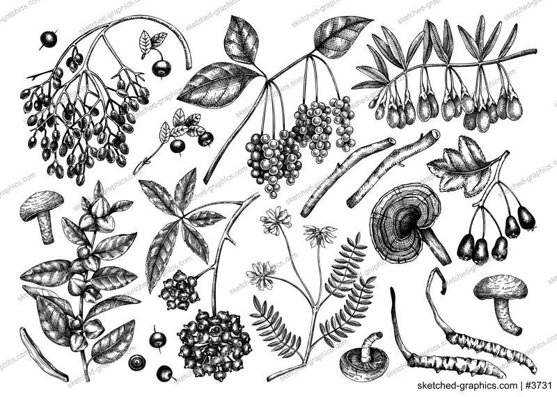 Adaptodenic plants illustrations collection. Hand-sketched medicinal berries, weeds, herbs on chalkboard. Perfect for labels or packaging. Vector plants outlines. Botanical elements in vintage style.