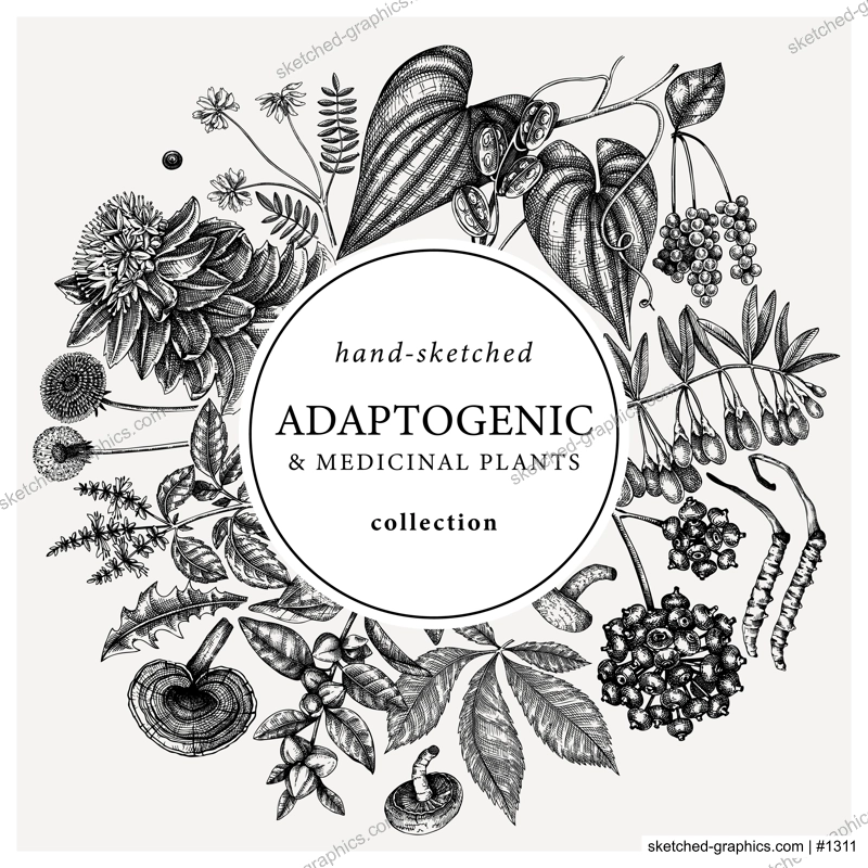Adaptogenic plants round wreath. Hand-sketched medicinal herbs, weeds, berries, leaves frame design. Perfect for brands, label, packaging. Botanical illustration with adaptogenic plants
