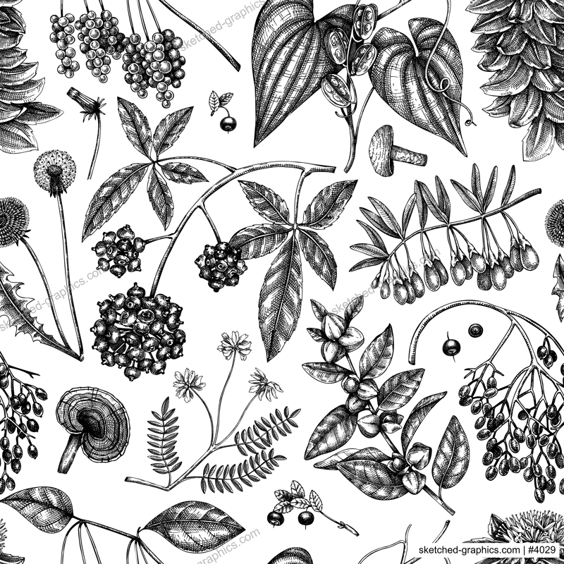 Adaptogenic plants background. Hand-sketched medicinal herbs, weeds, berries, leaves seamless pattern. Perfect for brands, label, packaging. Hand sketched adaptogens outlines. Botanical illustrations.