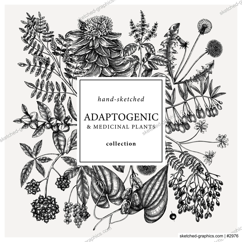 Adaptogenic plants square wreath. Hand-sketched medicinal herbs, weeds, berries, leaves frame design. Perfect for brands, label, packaging. Hand sketched adaptogens outlines. Botanical illustrations.