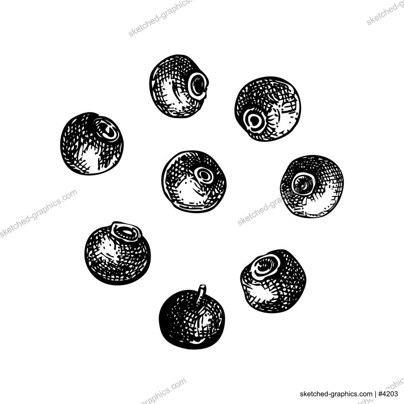 Allspice plant berries sketch. Kitchen spice drawing. Mexican herbs and spices hand-drawn vector illustration. NOT AI genereted