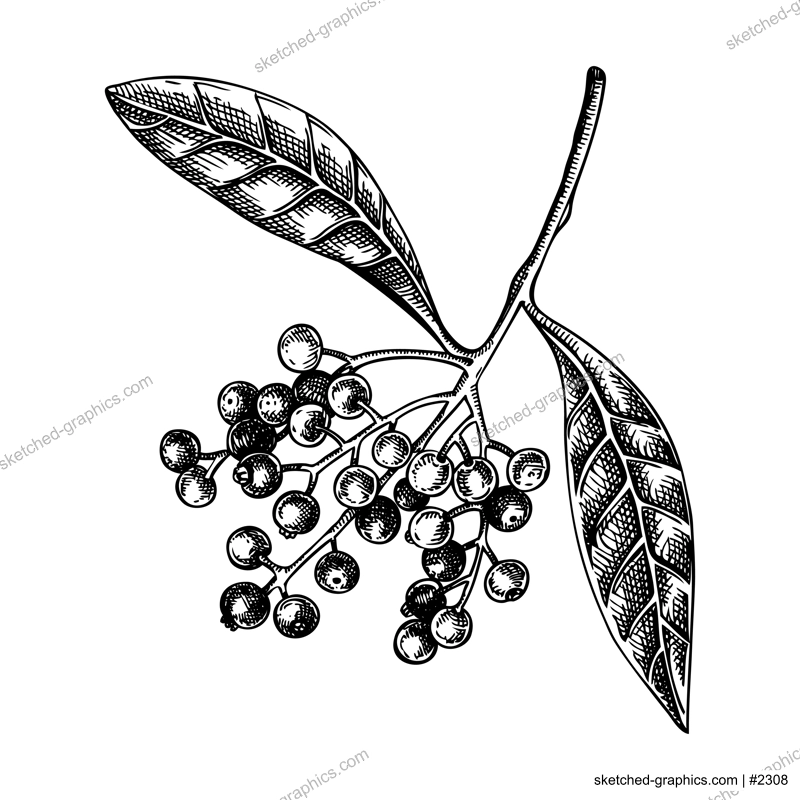 Allspice plant with berries sketch. Kitchen spice drawing. Mexican herbs and spices hand-drawn vector illustration. NOT AI genereted
