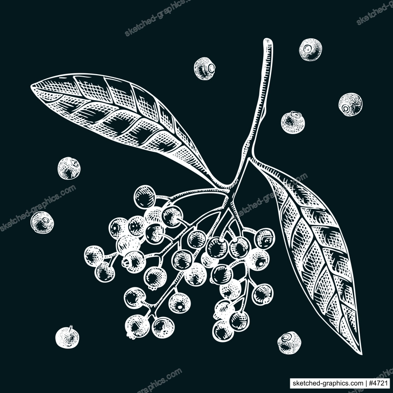 Allspice sketches set. Kitchen spice with berries chalk drawing. Mexican herbs and spices hand-drawn vector illustration. NOT AI generated