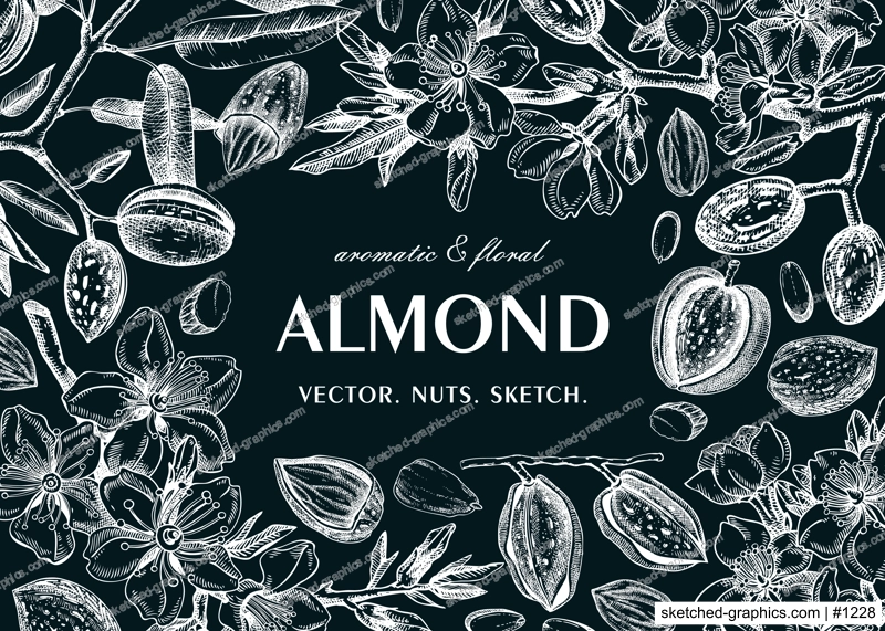 Almond banner design. Spring background. Blooming  branches, nuts, flower sketches in color. Healthy food hand-drawn illustration of almond nuts. NOT AI generated