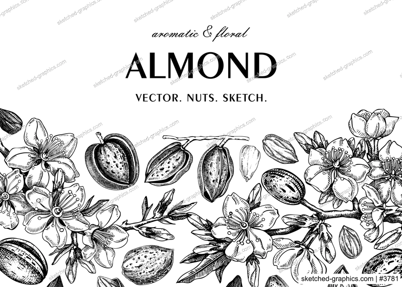 Almond banner design. Spring background. Blooming  branches, nuts, flower sketches. Healthy food hand-drawn illustration of almond nuts. NOT AI generated