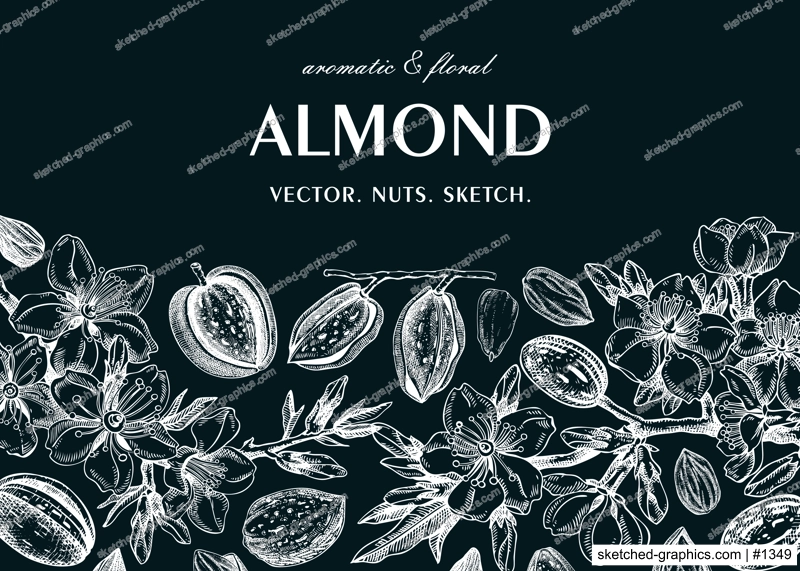 Almond banner design. Spring background. Blooming  branches, nuts, flower sketches in color. Healthy food hand-drawn illustration of almond nuts. NOT AI generated