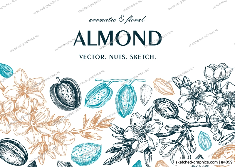 Almond banner design. Spring background. Blooming  branches, nuts, flower sketches in color. Healthy food hand-drawn illustration of almond nuts. NOT AI generated