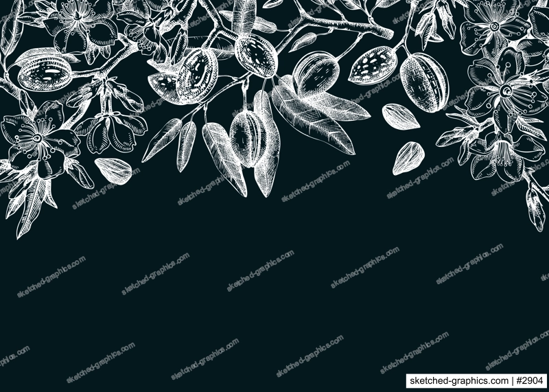 Vintage almond blossom banner design. Flowering branches with nuts, flowers, leaves on chalkboard. Floral spring background. Botanical vector illustration of nut trees for banners, prints, cards