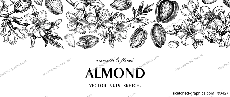 Almond background. Blooming branches, flowers, almond nut sketches. Hand drawn vector illustration. Vinatge botanical banner. NOT AI generated
