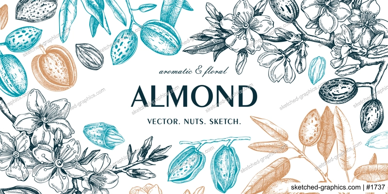 Almond background. Blooming branches, flowers, almond nut sketches. Hand drawn vector illustration. Botanical banner. NOT AI generated