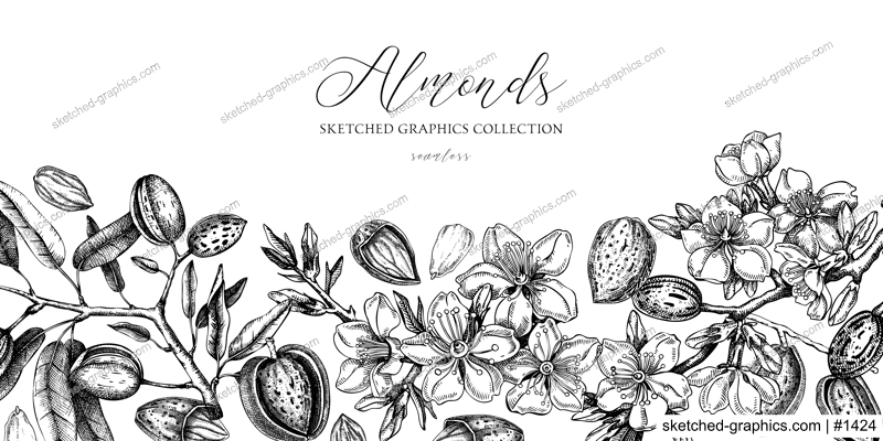 Almond background. Blooming branches, almond nuts, flowers, leaves sketches. Hand drawn vector illustration. Vintage floral design. Spring trees border