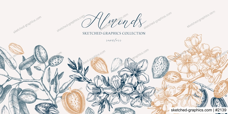 Almond background. Blooming branches, almond nuts, flowers, leaves sketches. Hand drawn vector illustration. Vintage floral design. Spring trees border