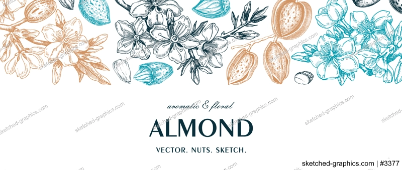 Almond background. Blooming branches, flowers, almond nut sketches. Hand drawn vector illustration. Botanical banner. NOT AI generated