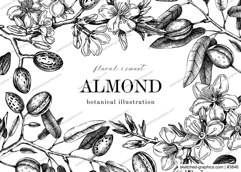 Almond blossom frame design in engraved style. Flowering branches with nuts, flowers, leaves. Floral drawings isolated on white background. Botanical vector illustration of spring nut trees