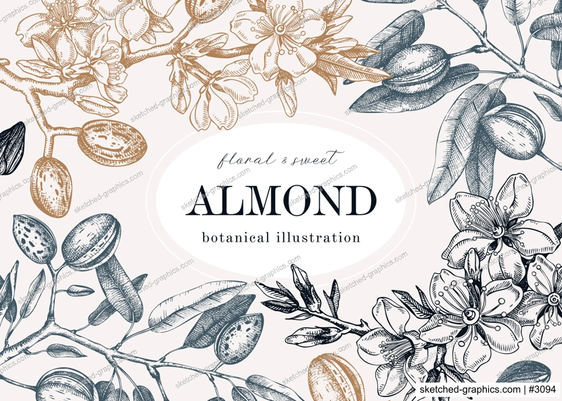 Almond blossom frame design in engraved style. Flowering branches with nuts, flowers, leaves background. Vintage floral drawing. Botanical vector illustration of spring nut tree for banners, prints