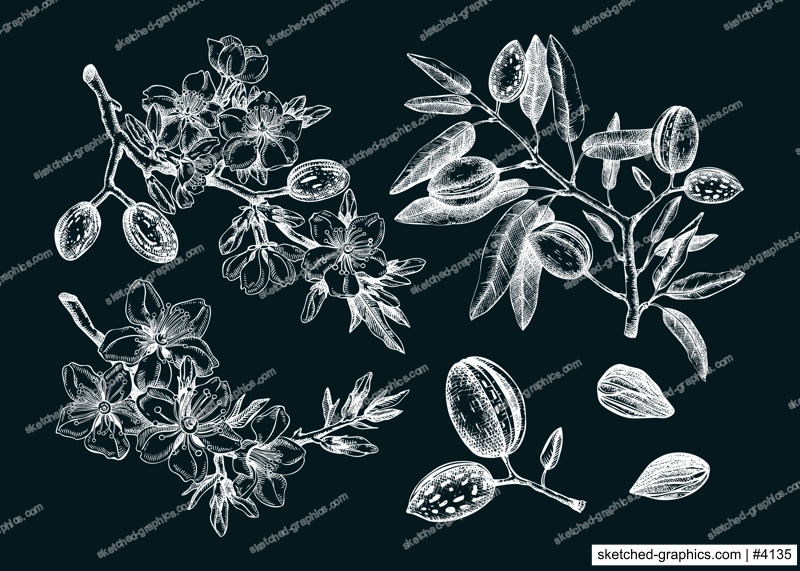 Almond vector set on chalkboard. Botanical spring illustrations. Hand-drawn healthy food drawings. Nut trees sketches collection. Vintage blooming branches, flowers, nuts, leaves.