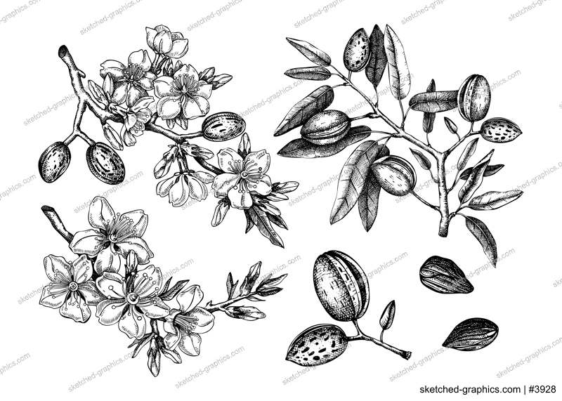Almond vector set. Botanical spring illustrations. Hand-drawn healthy food drawings. Nut trees sketches collection. Vintage design with blooming branches, flowers, nuts, leaves.