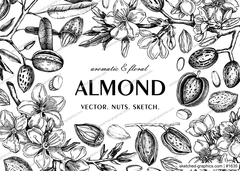 Almond frame design. Spring background. Blooming  branches, nuts, flower sketches. Healthy food hand-drawn illustration of almond nuts. NOT AI generated