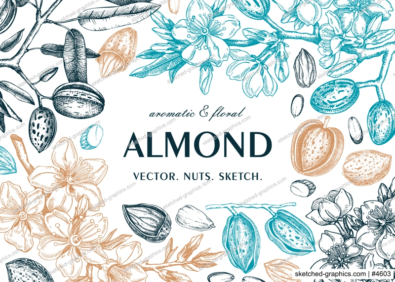 Almond frame design. Spring background. Blooming  branches, nuts, flower sketches in color. Healthy food hand-drawn illustration of almond nuts. NOT AI generated