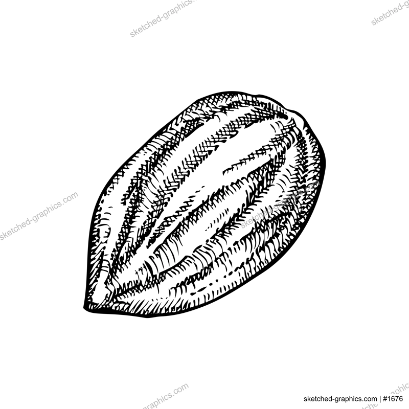 Almond nut sketch. Hand-drawn vector illustration. Vintage nut, cosmetics ingredient, healthy food drawings. Botanical design element in engraved style for label and packaging.