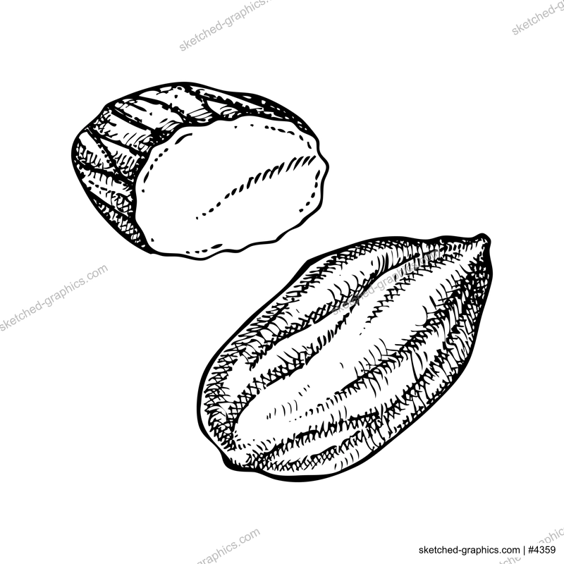 Almond nut sketches set. Hand-drawn vector illustration. Vintage nut, cosmetics ingredient, healthy food drawings. Botanical design element in engraved style for label and packaging.