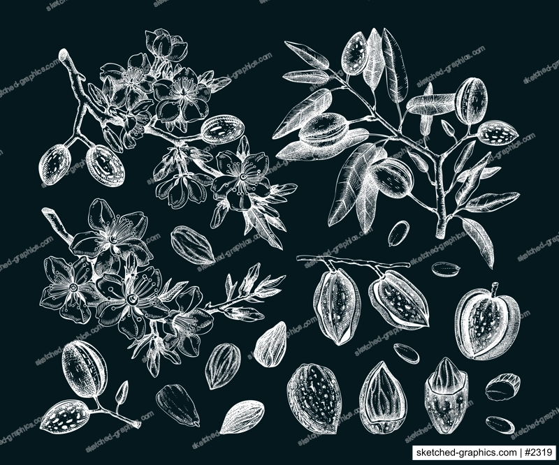 Almond nut sketches set. Hand-drawn vector illustrations on chalkboard. Vintage design with blooming branches, flowers, nuts, and leaves for print. NOT AI generated