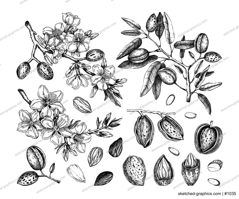 Almond nut sketches set. Hand-drawn vector illustrations. Vintage design with blooming branches, flowers, nuts, and leaves for print. NOT AI generated