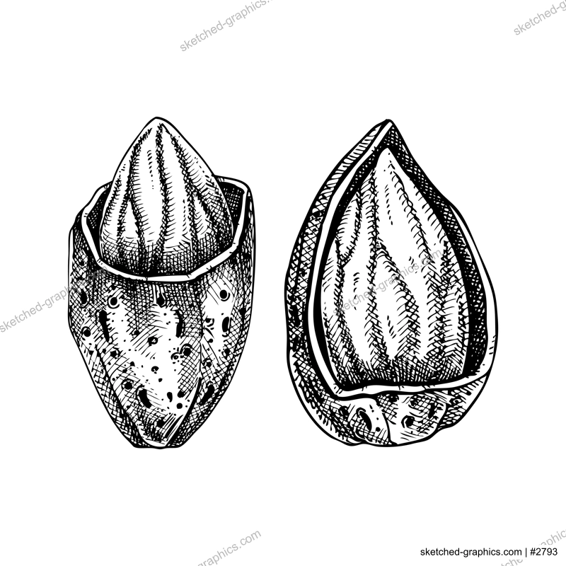 Two almond nuts in nutshell sketches.  Hand-drawn vector illustration. Vintage almonds, cosmetics ingredient, healthy food drawings. Botanical design element in engraved style for label and packaging.