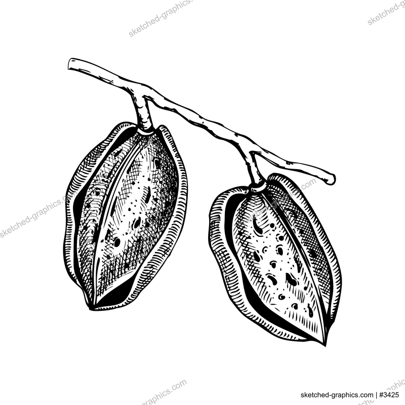Almond nutshells sketch.  Hand-drawn vector illustration. Almond nut branch with two nuts. Vintage cosmetics ingredient, healthy food drawings. Botanical design element in engraved style