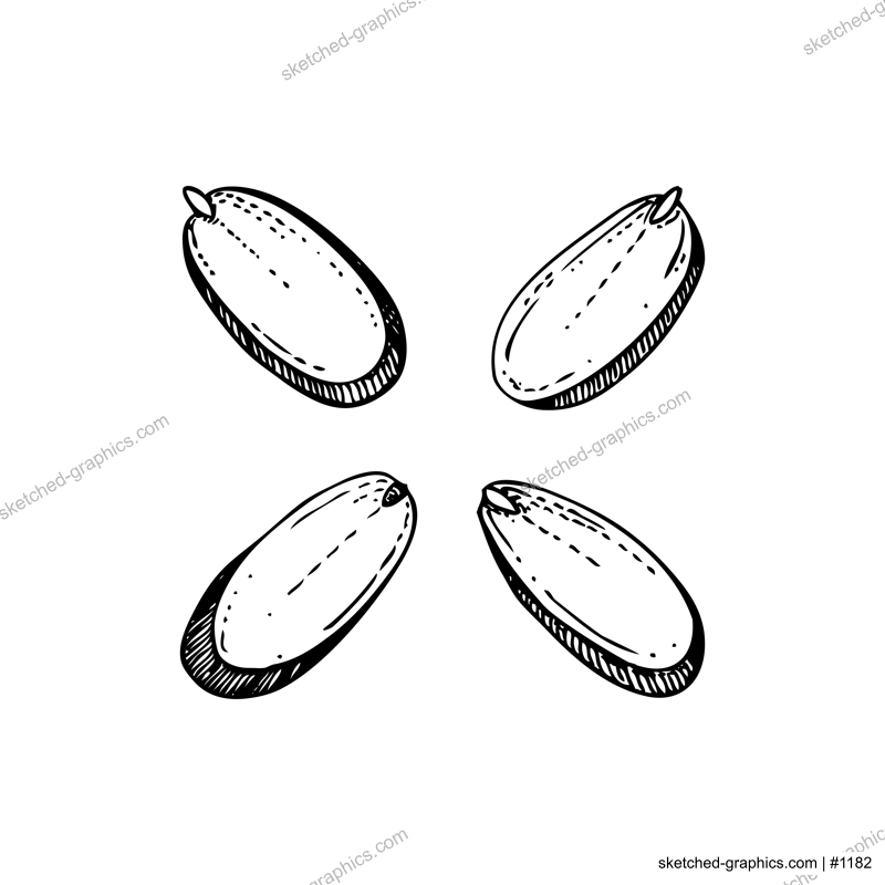 Almond nut slices sketches. Hand-drawn vector illustration. Vintage sliced nut, baking ingredient, healthy food drawings. Botanical design element in engraved style