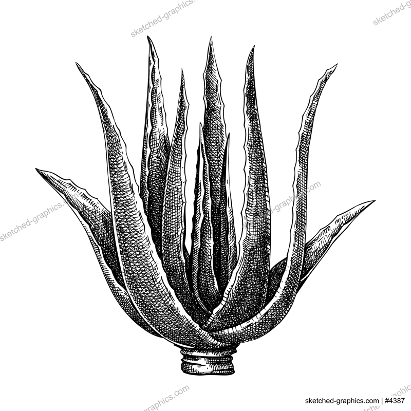Aloe vera sketch. Apothecary plant drawing. Herbal remedies, medicinal plant, natural medicine hand-drawn vector illustration. NOT AI genereted