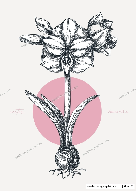 Collage-style Amaryllis poster. Vintage floral drawing. Blooming plant hand-drawn vector illustration. Winter flower sketch. NOT AI generated