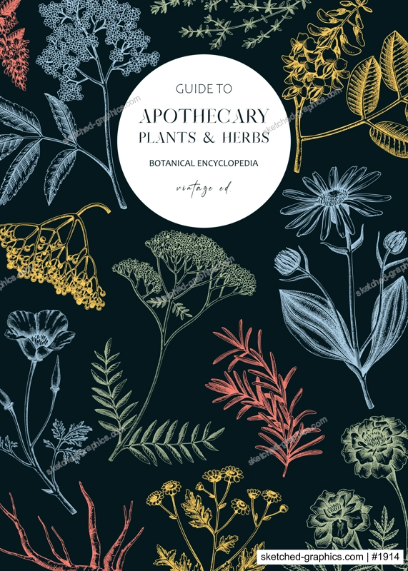 Apothecary banner design template. Witchcraft background. Herbal remedies, medicinal plant, witch herbs, natural medicine hand-drawn vector illustration. NOT AI genereted