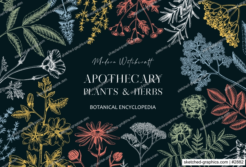 Apothecary plant banner design. Witchcraft background. Herbal remedies, medicinal plants, witch herbs hand-drawn vector illustration. Vinatge card template. NOT AI genereted