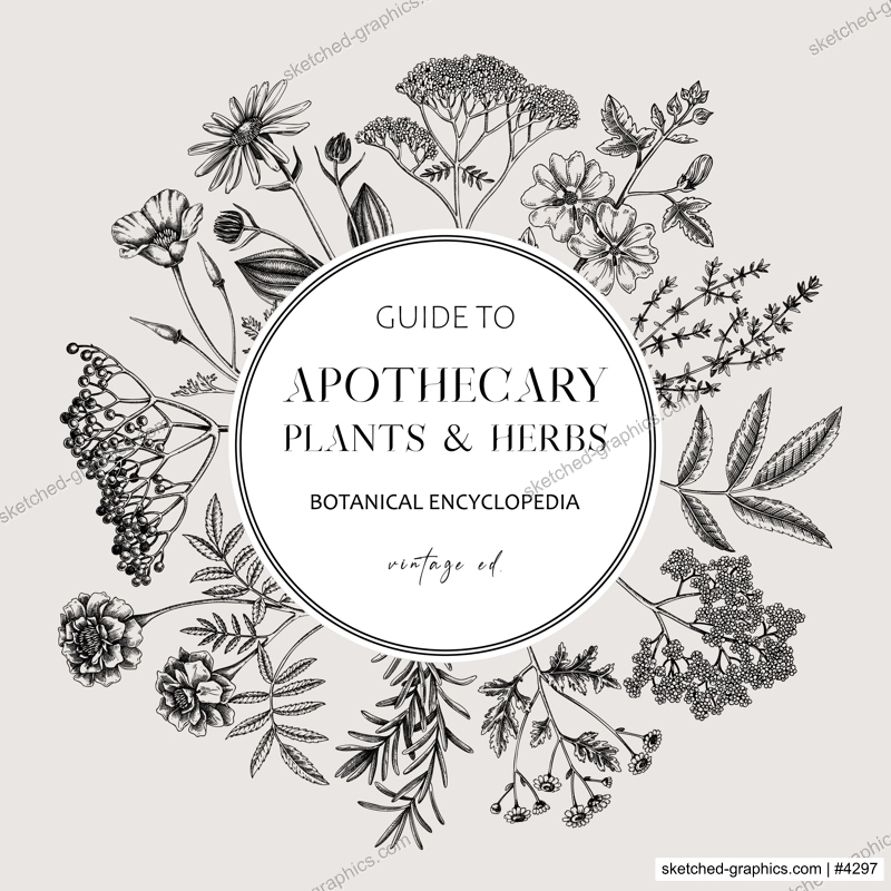 Apothecary plant frame design. Witchcraft background. Herbal remedies, medicinal plant, witch herbs, natural medicine hand-drawn vector illustration. Vinatge card template. NOT AI genereted